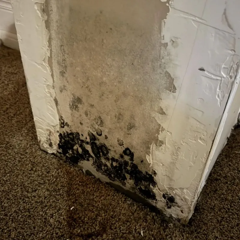 Professional Mold Removal in Berry Creek, CA